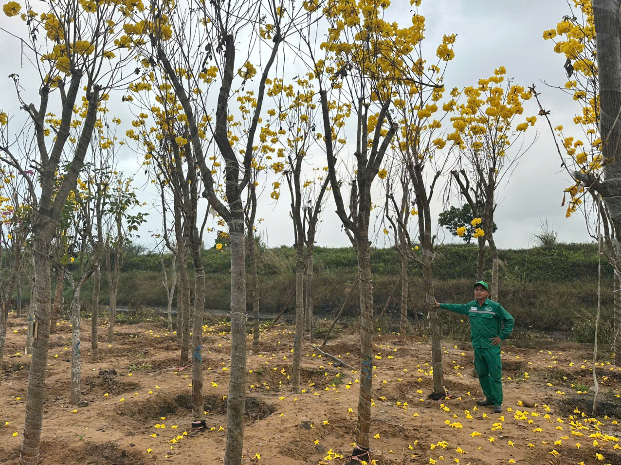 Cung cấp cây Phong Linh tại Quảng Ninh uy tín